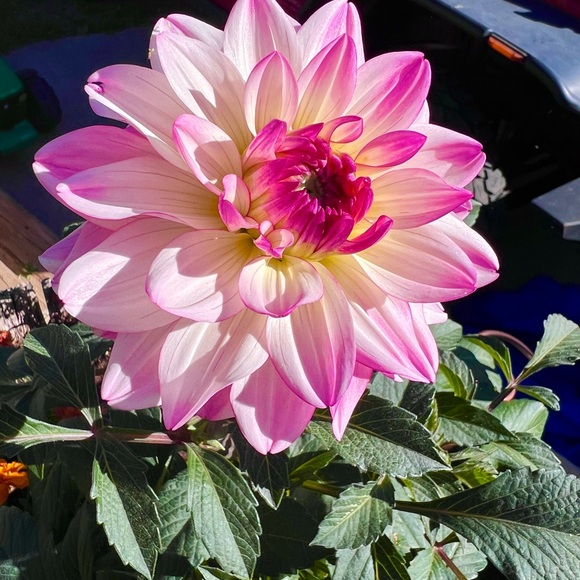 Meet your Posher, Michelle - Picture 1 of 1